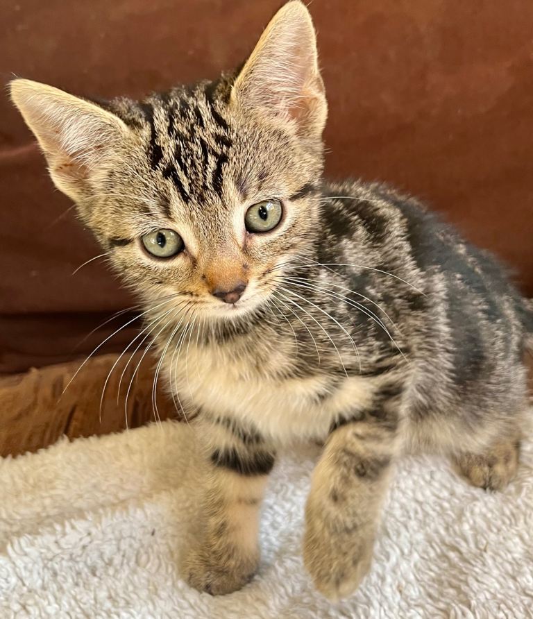 Gold Glitter Bengal X Kittens With Famous References! 