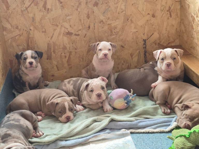 Top Quality Pocket Bully Puppies