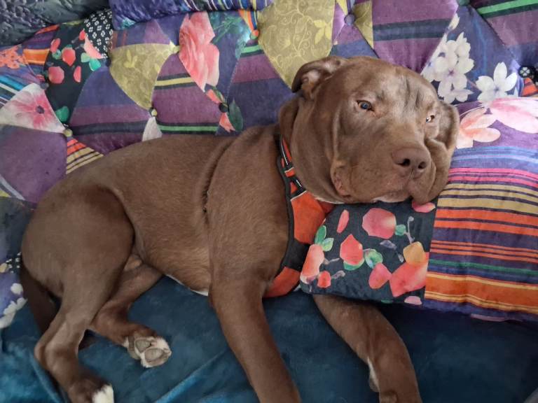 Chocolate Lab Staffie Cross (Bear)