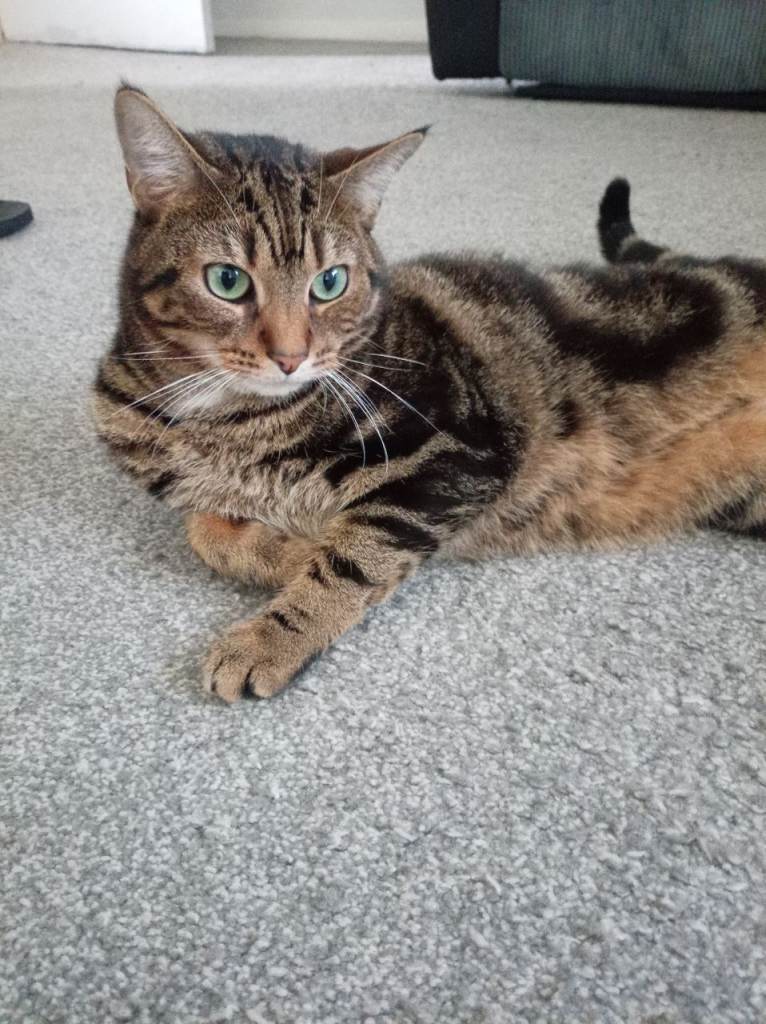 Adorable Male cat 