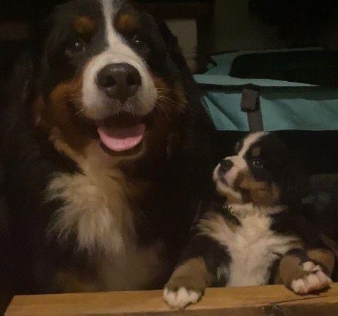 Bernese Mountain Dog Pups IKC registered 