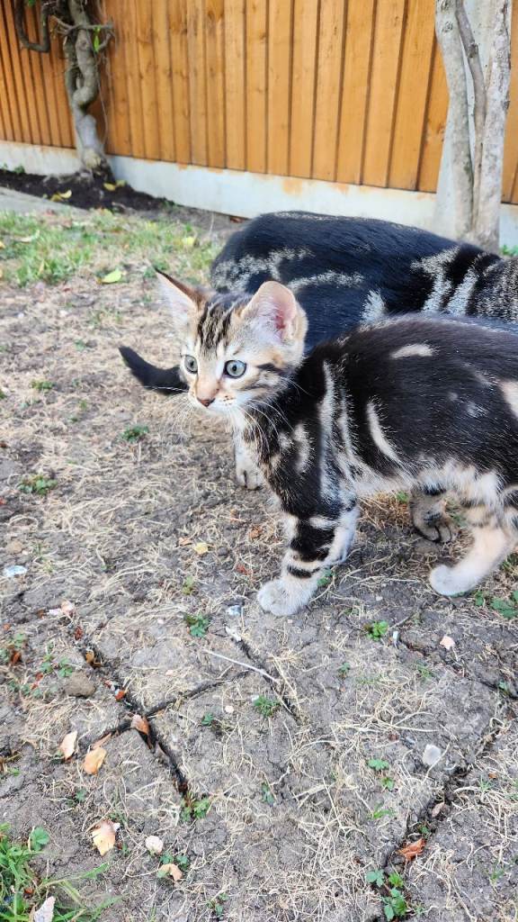 1 beautiful female kitten
