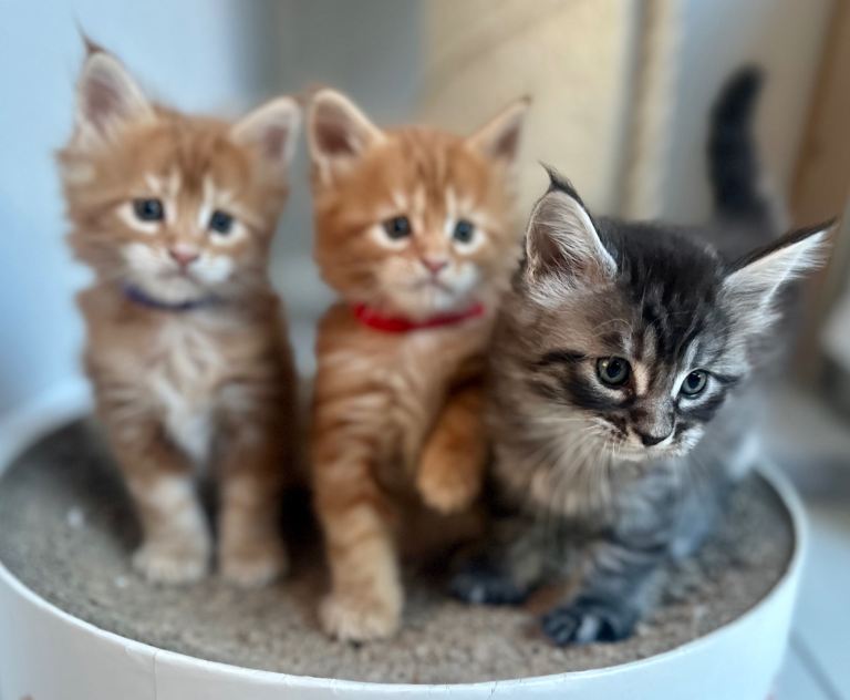 TICA Registered Maine coon kittens