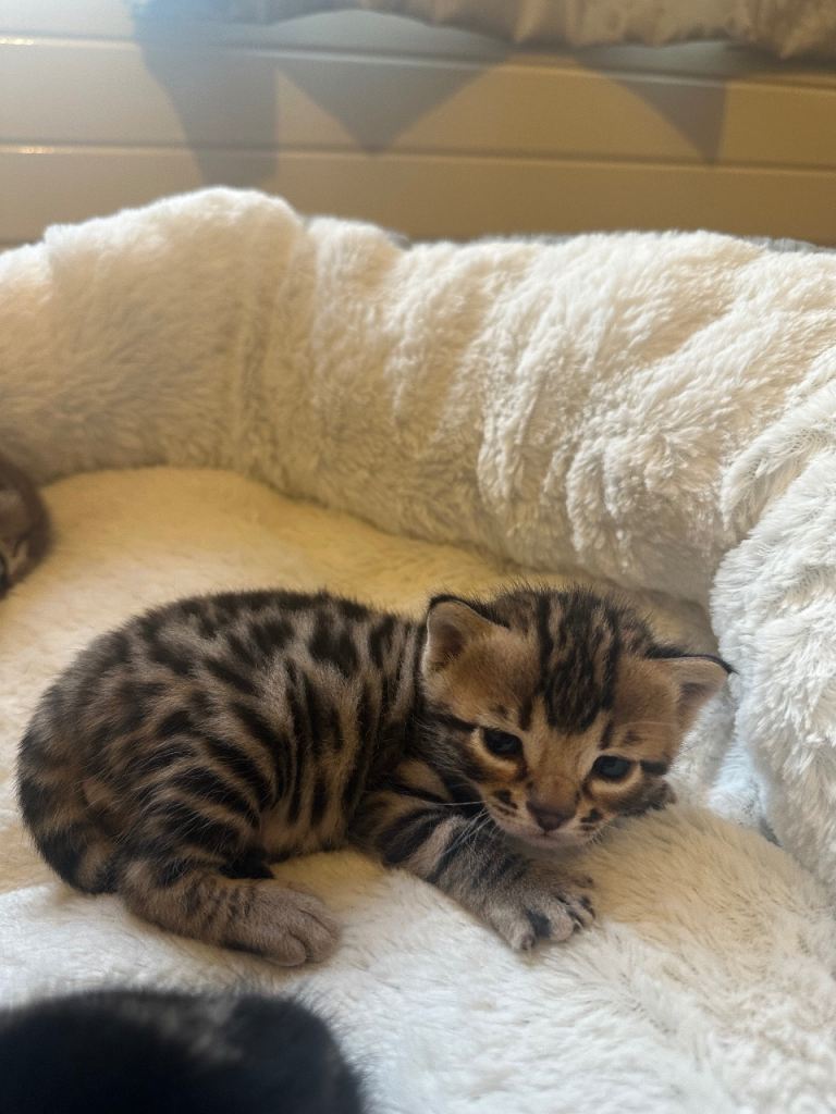 Bengal kittens
