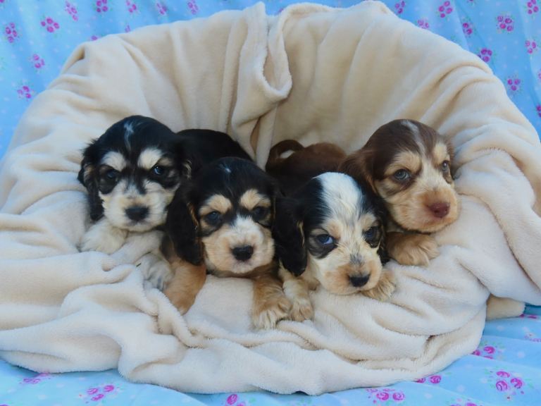 Cocker spaniel puppies 