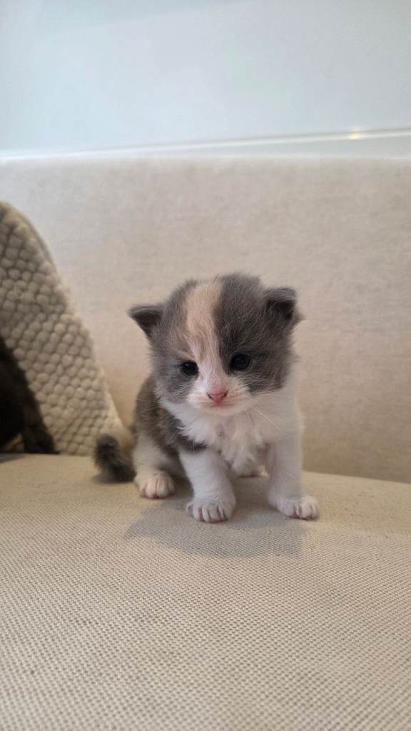 2 Kittens for sale