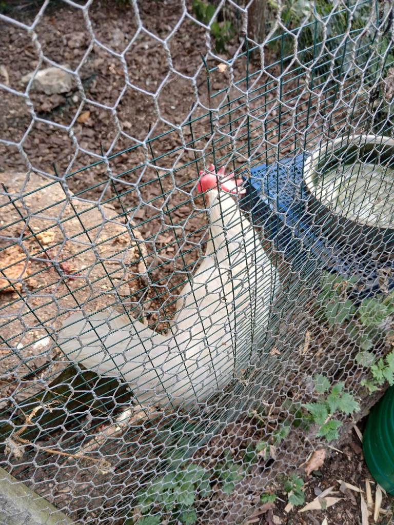 Rescue Leghorns