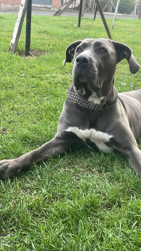 Cane corso needing new home