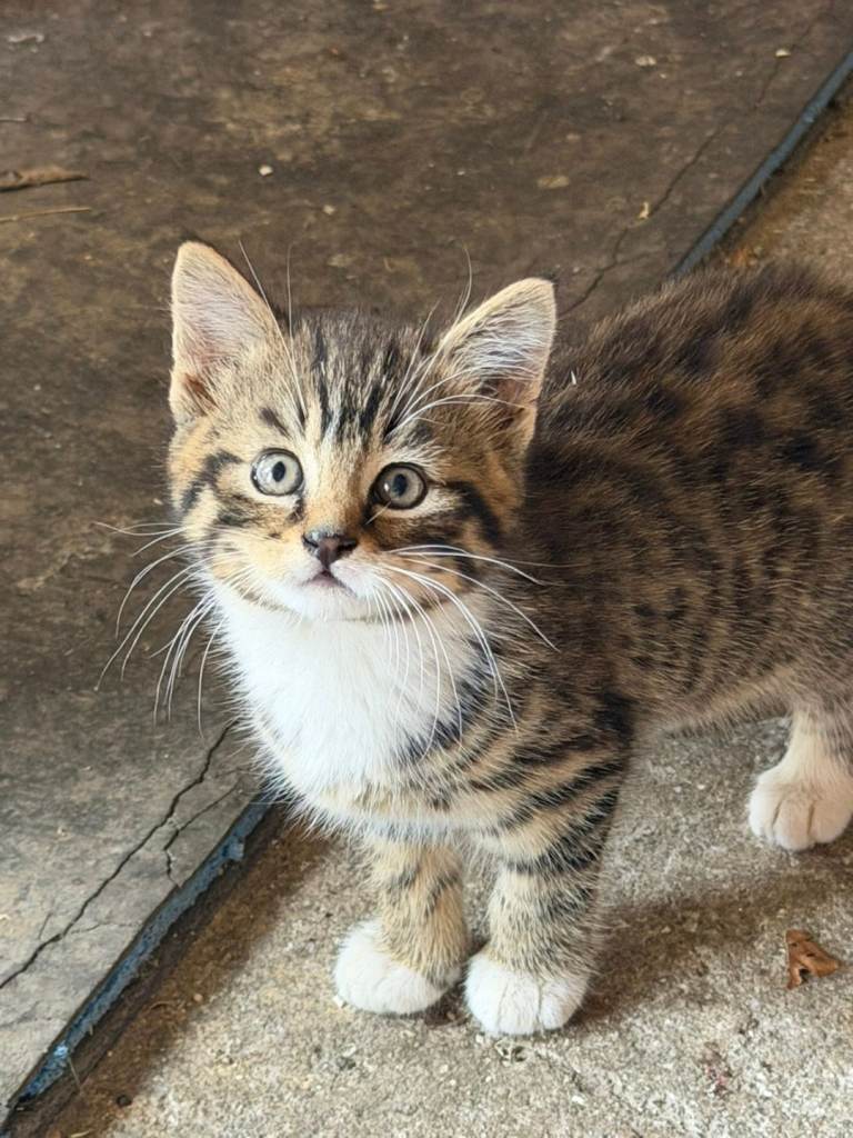 Male kitten for sale