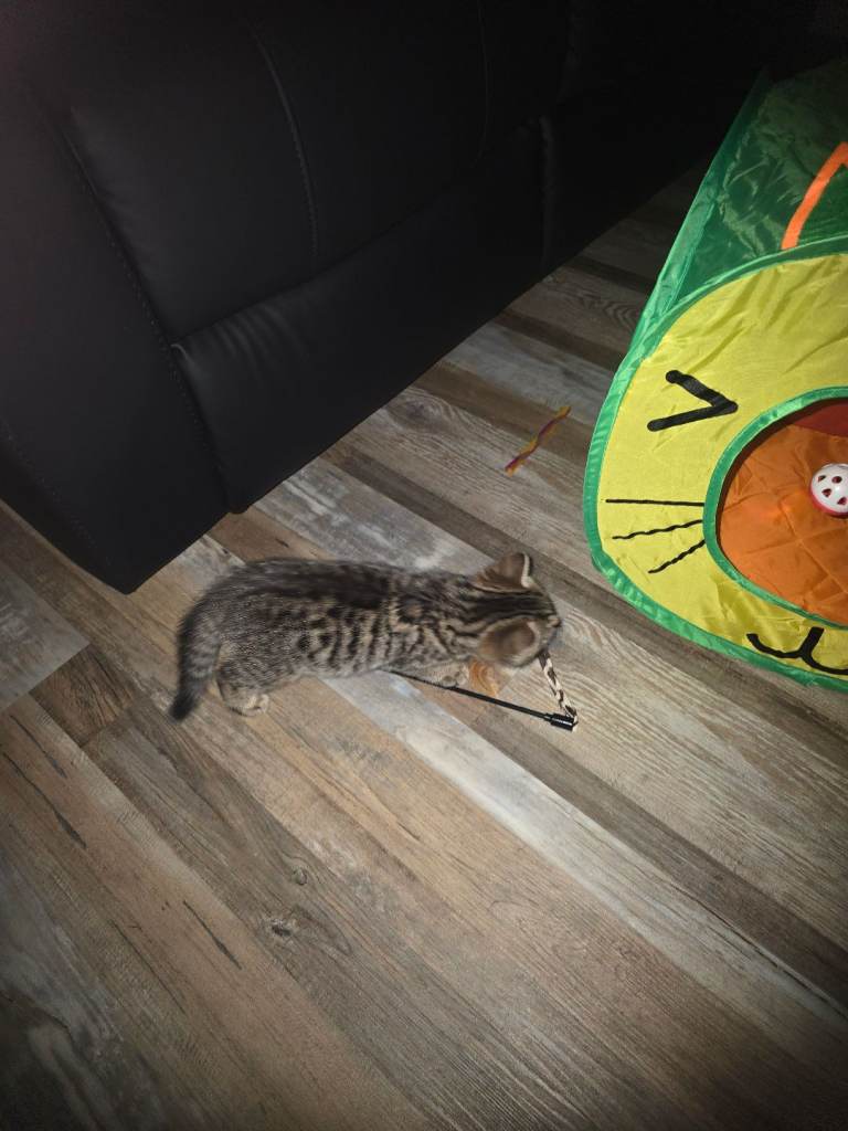 Female kitten with everything for sale 