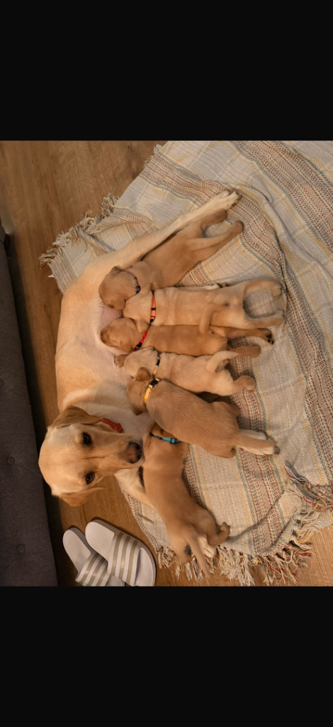 Labrador retriever puppies 