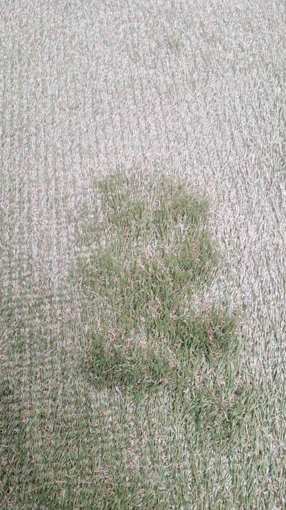 Paris 38mm Pet & Family Friendly Artificial Grass £9.99/M2