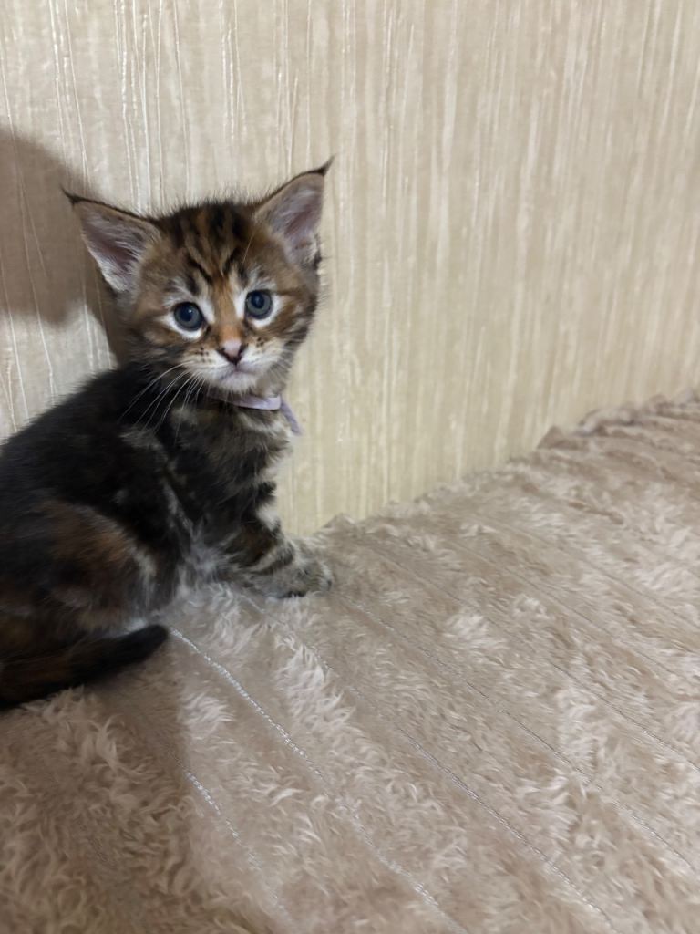 Maine Coon Kittens — Fluffy, Friendly, Ready Soon