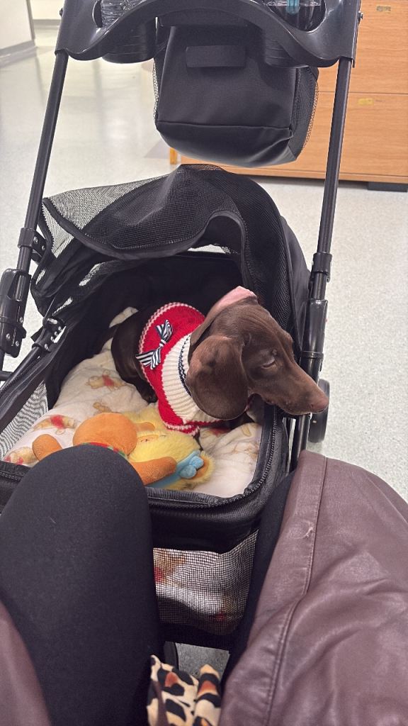 Puppy 5 months for sale 