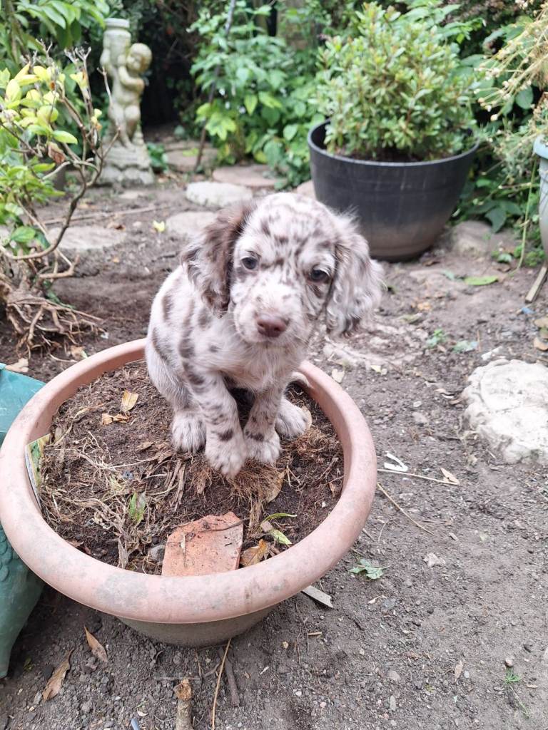 Sprockerpoo puppies for sale