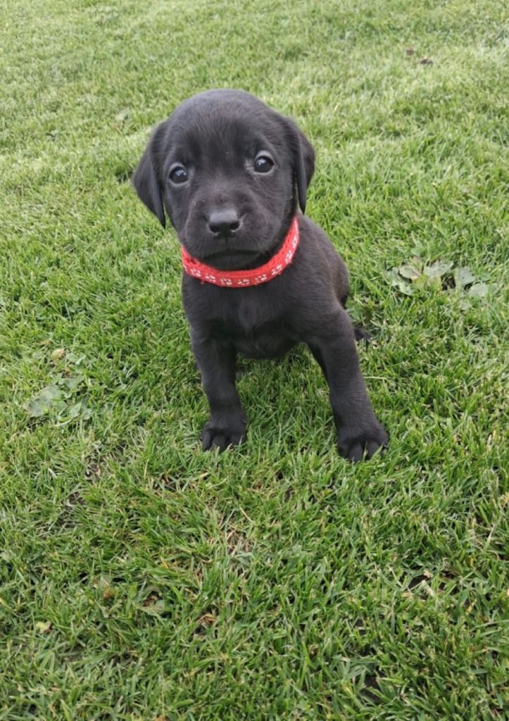 LABRADOR PUPS. KC REG & COUNCIL LICENSED. 0% COI