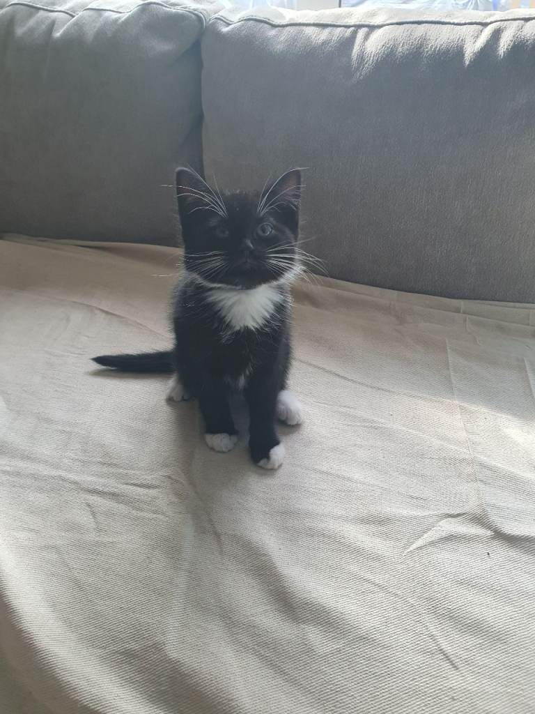 Malelong hair tuxedo kitten