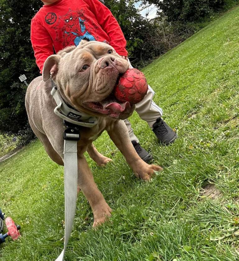 Olde English Bulldogge's