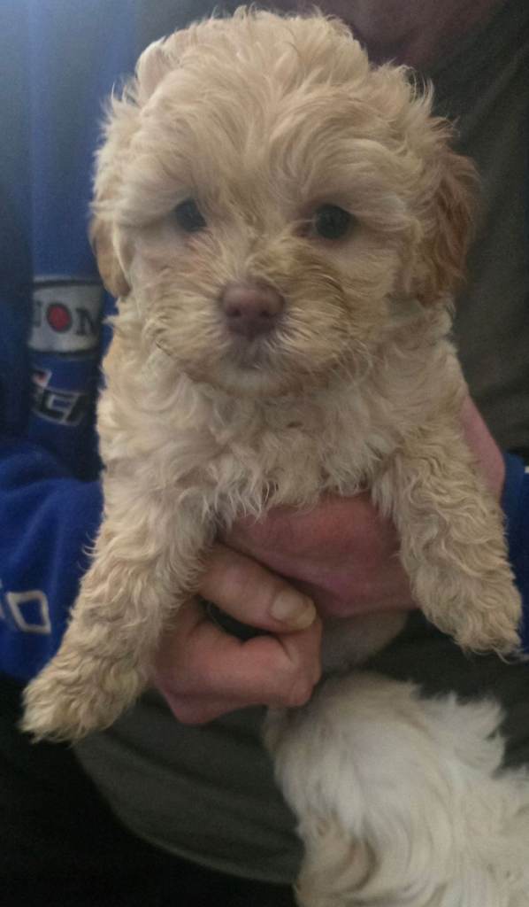 Shipoo (teddybear puppies) for sale