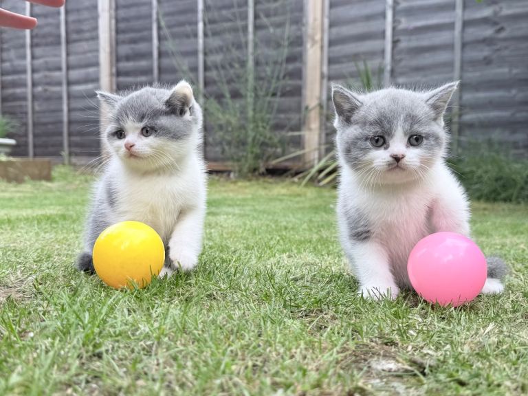 Beautiful Blue & White British Shorthair Kittens | 10 Weeks old