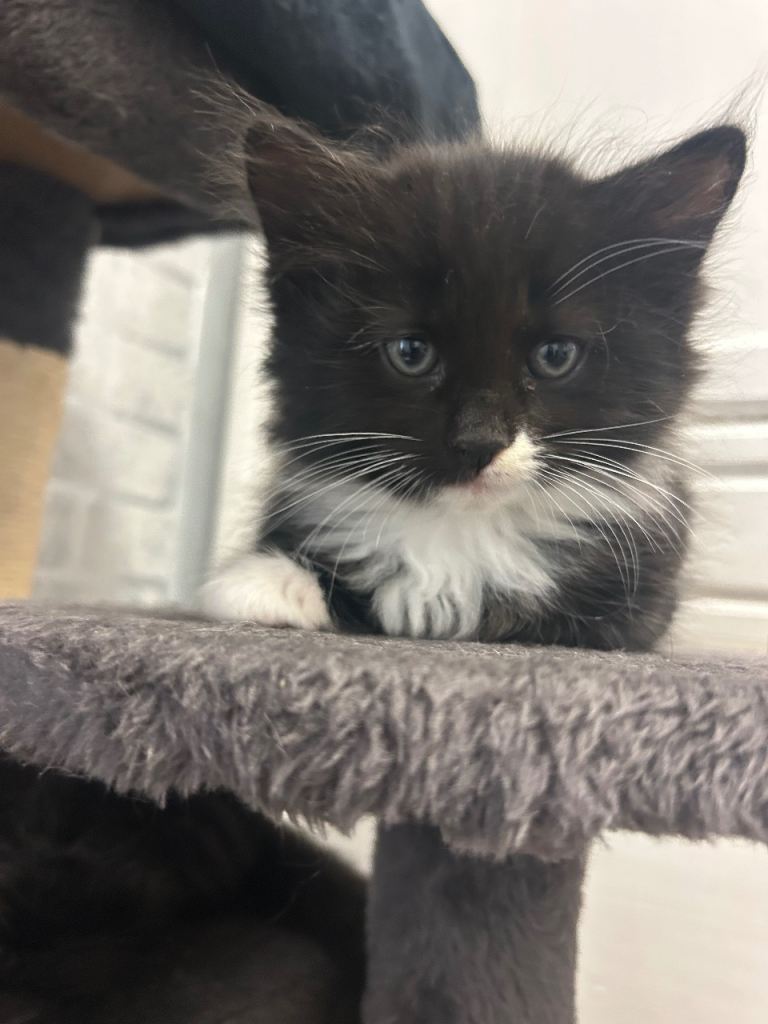 Cute kittens for sale ready now 