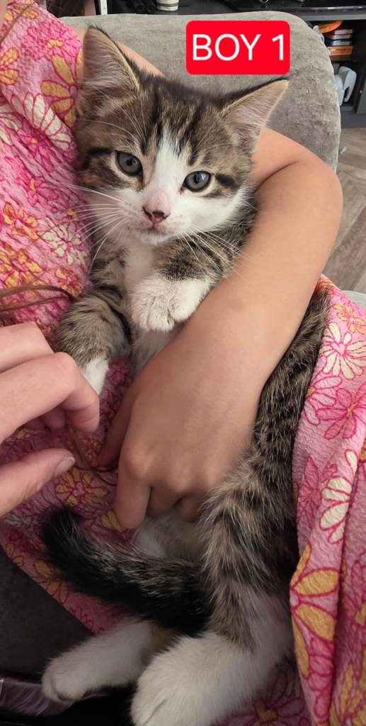 Kittens 
