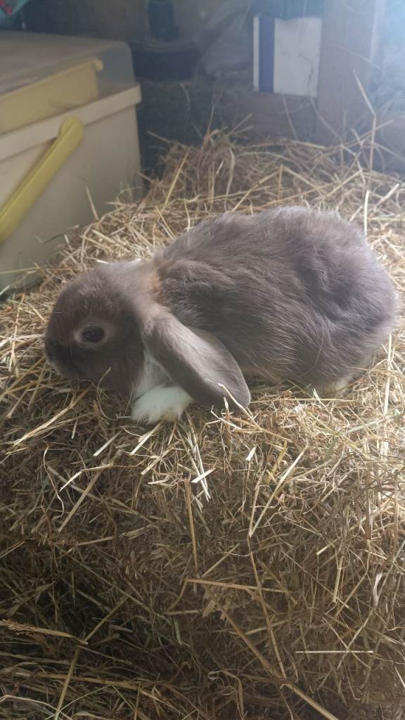 Mini lops 