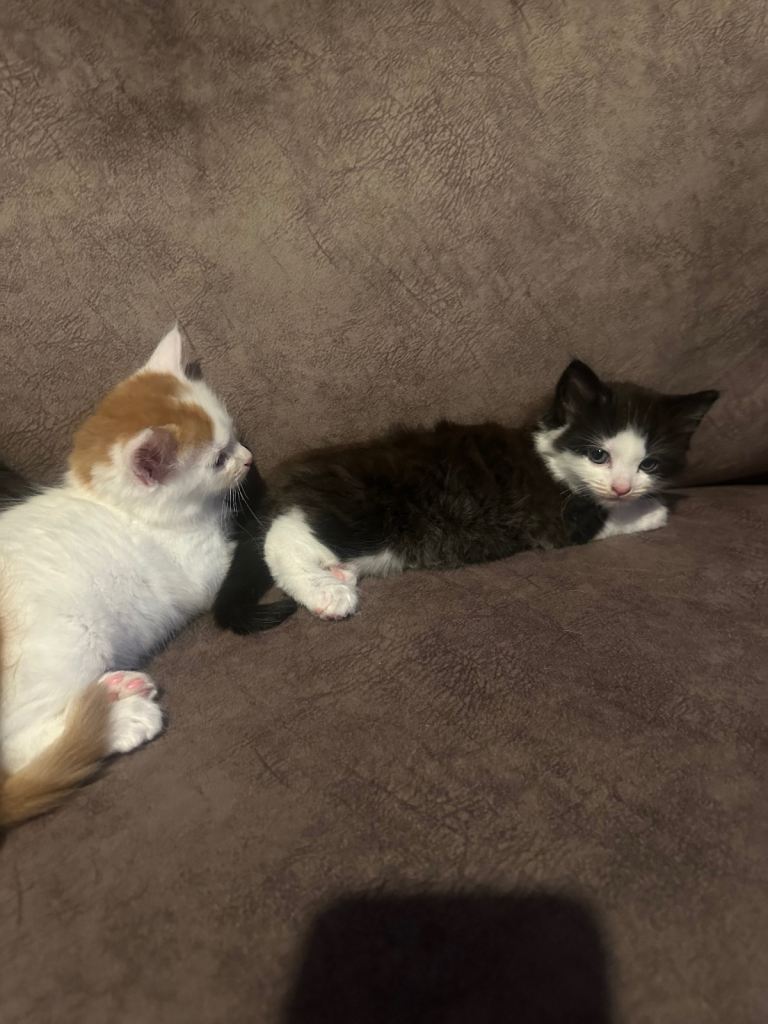 2 beautiful long haired very fluffy male kittens 