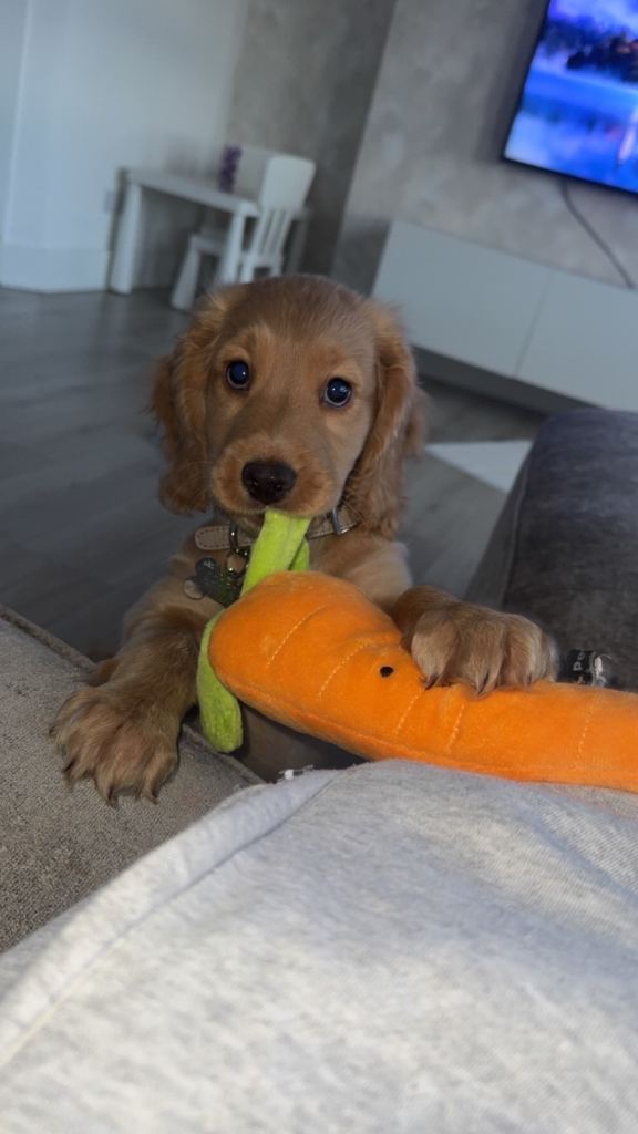Cocker spaniel puppy 