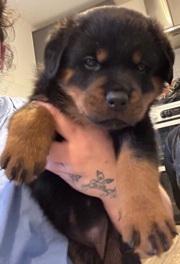 Big chunky Rottweiler puppies 