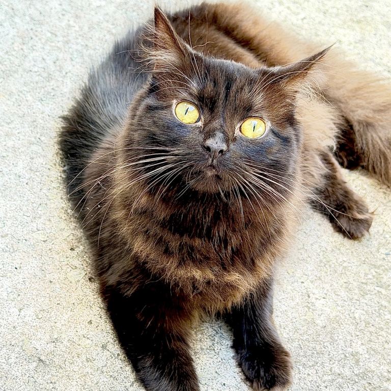 Persian cat looking for a loving home 