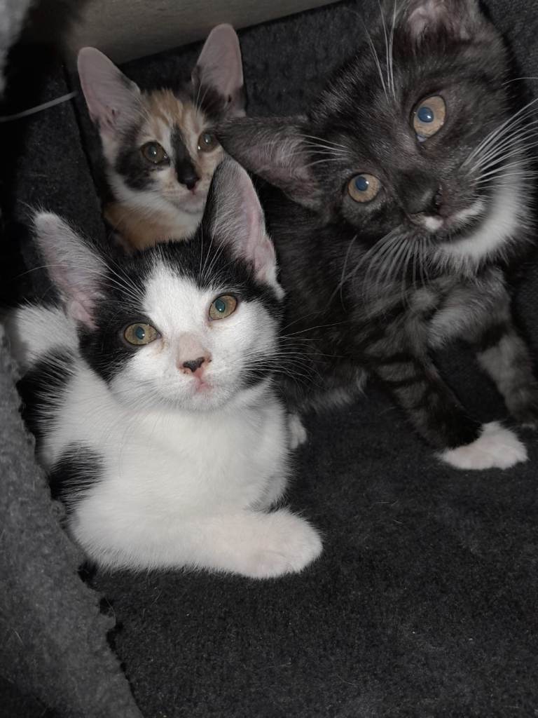 Kittens