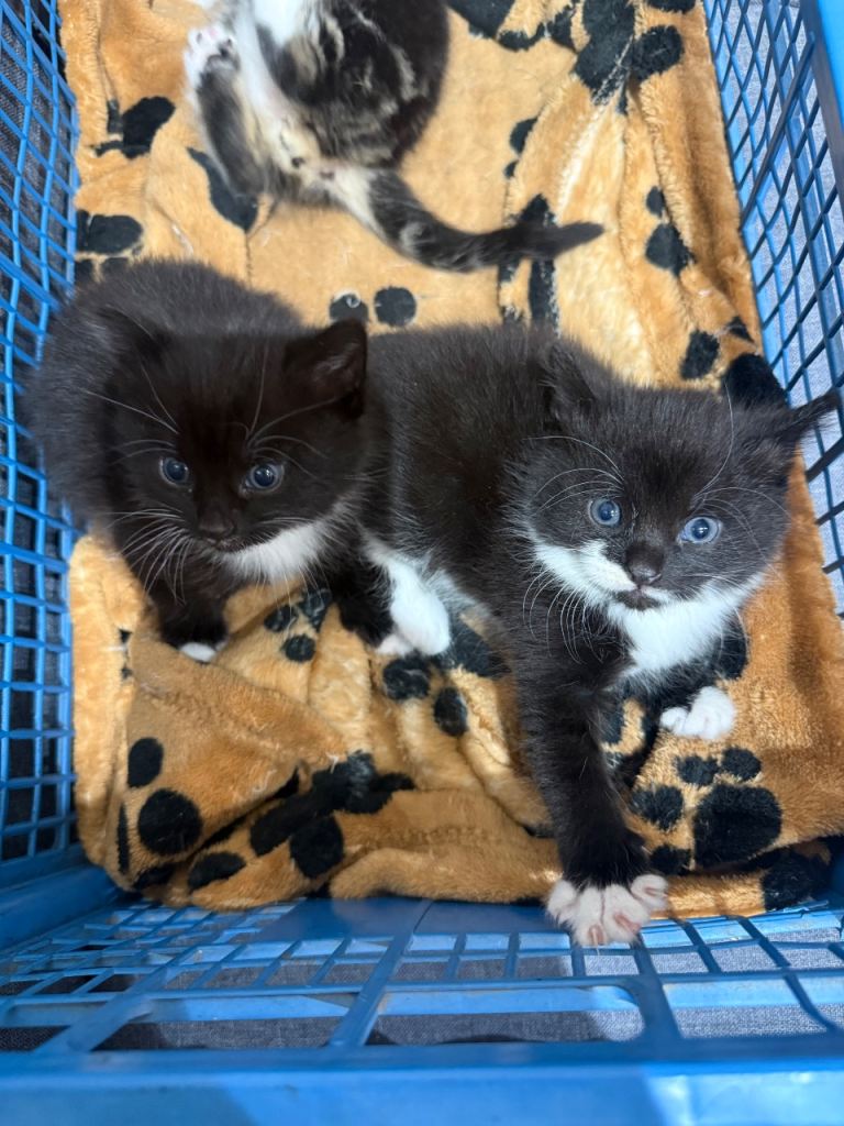 Kittens for Sale