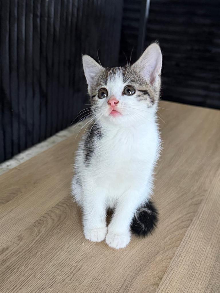 3 Kittens for Rehoming 