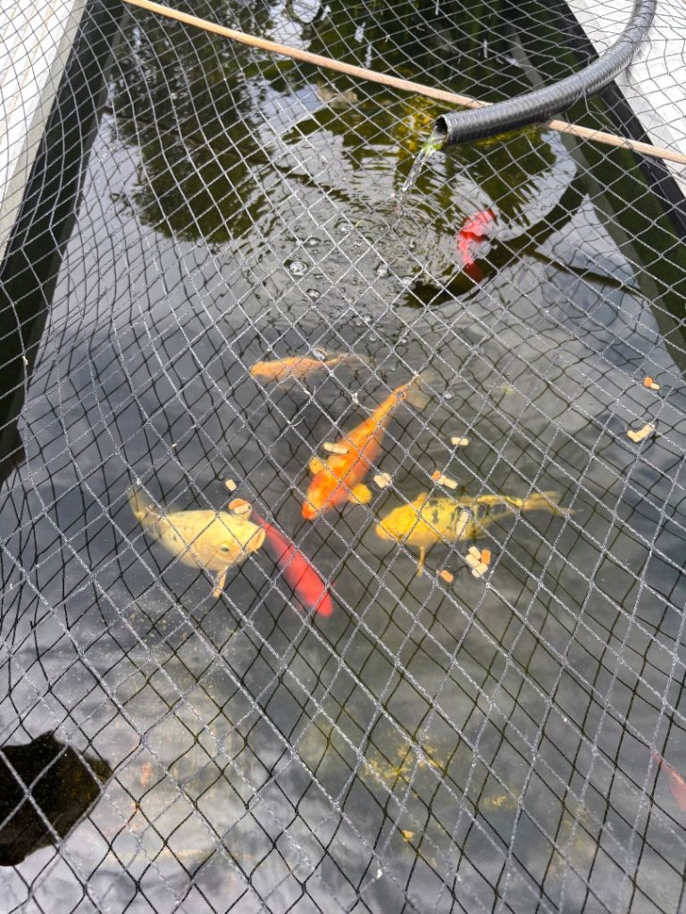 Koi fish