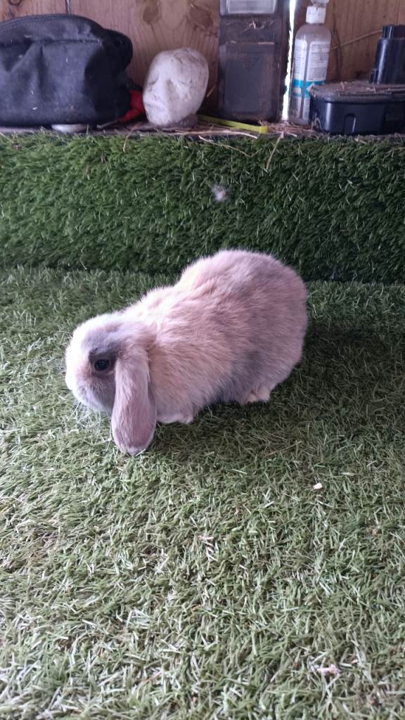 Pure mini lops 