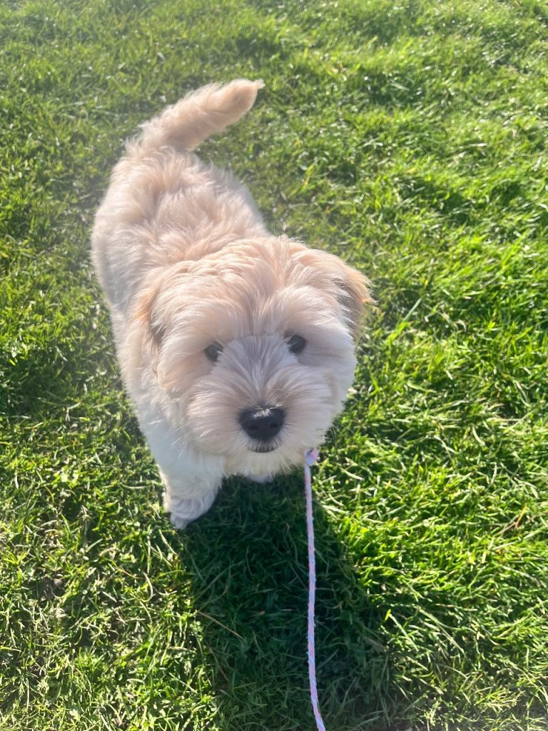 Cavapoo Miniature Puppy