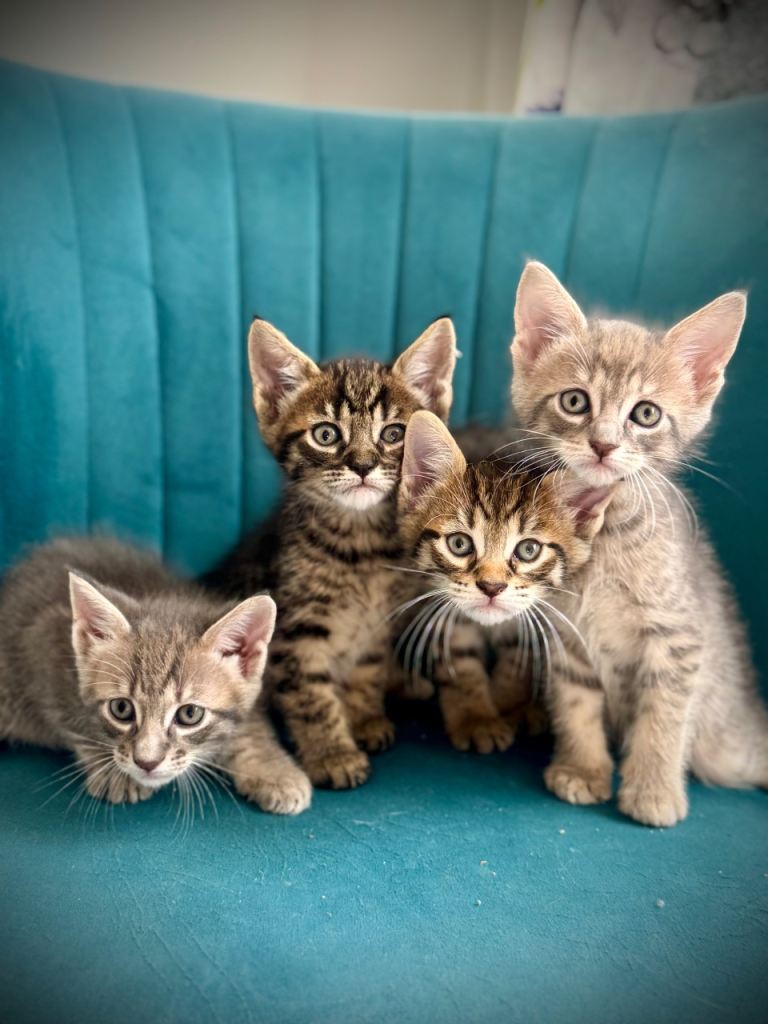 Ready soon* Main coon X