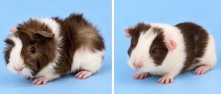 🐹💕 TWO ADORABLE BABY BOYS LOOKING FOR THEIR FOREVER HOME! 💕🐹
