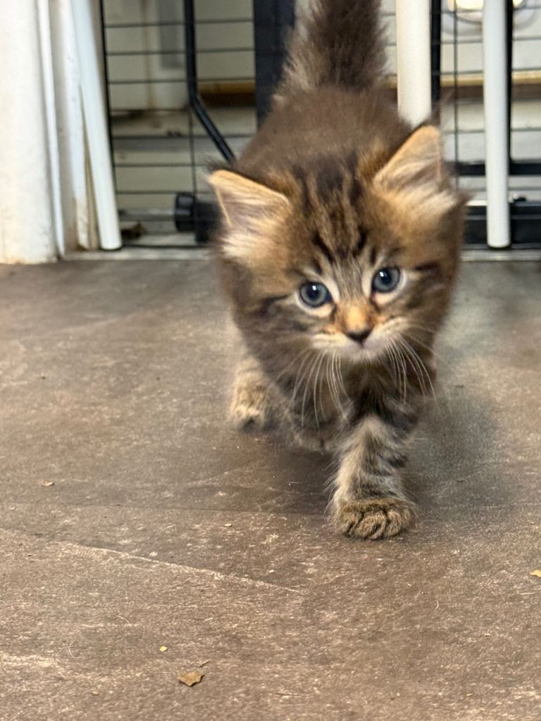 Main coon cross kitten £300 