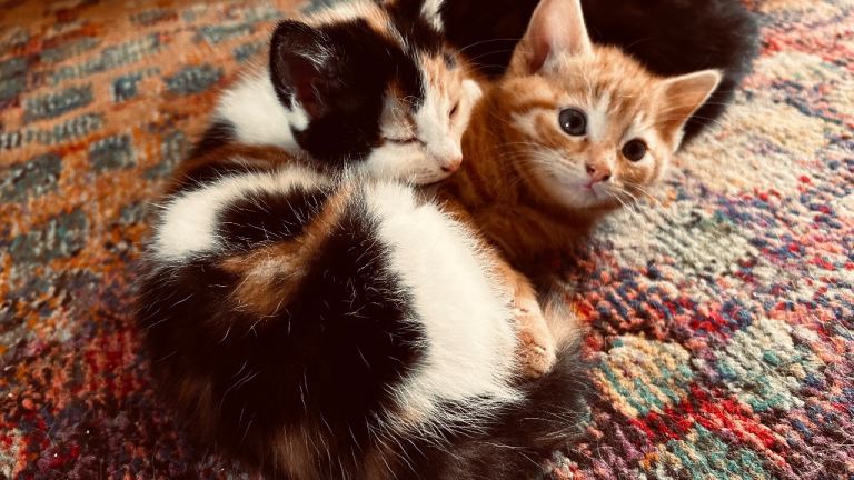  Adorable Mixed Breed Kittens for Sale! 