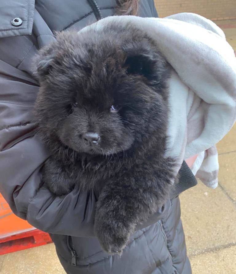 Chow chow puppies