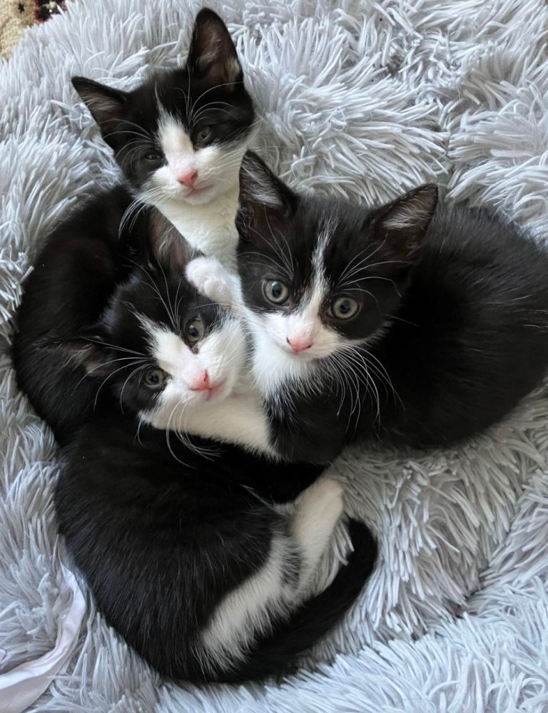 Kittens