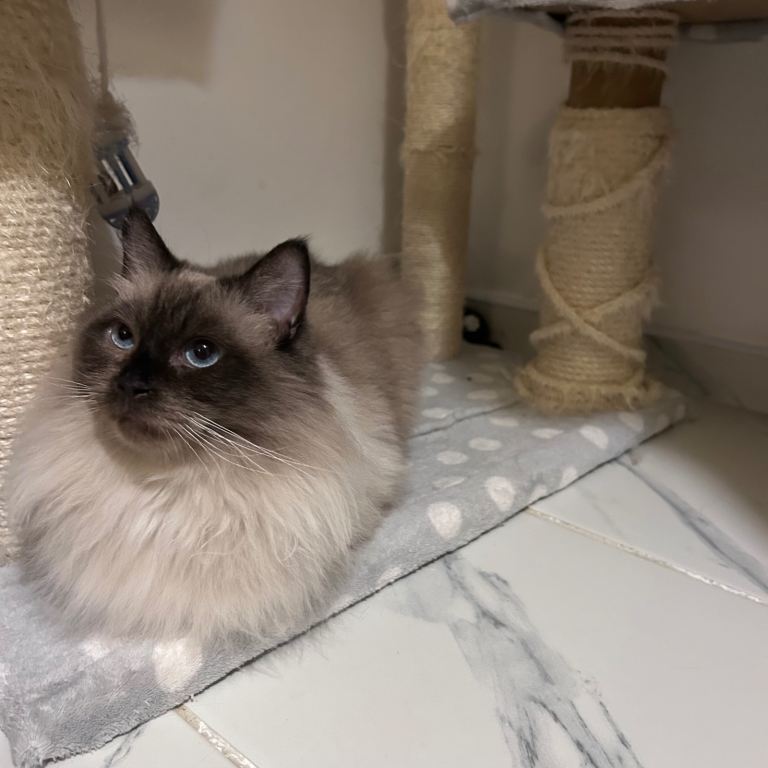 Seven old ragdoll cat available (male)💙