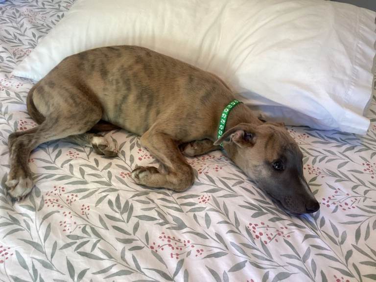Adorable Pedigree Whippet Puppies Ready for New Homes