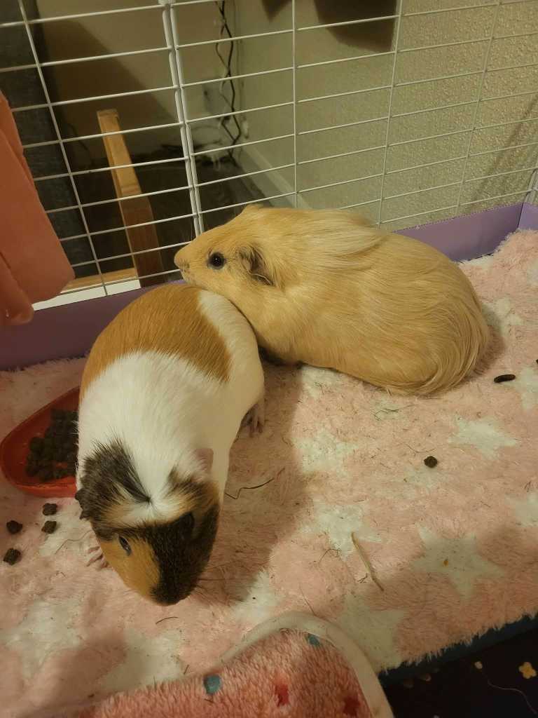 2 male guinea pigs and accessories