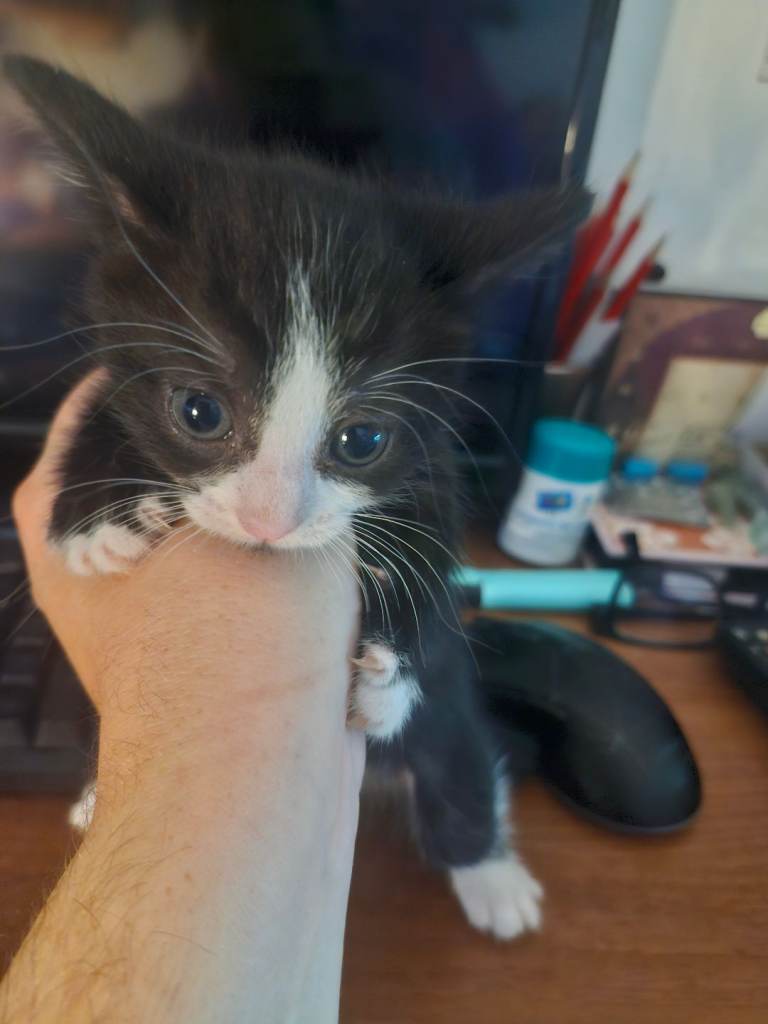 Lovely black and white kittens 