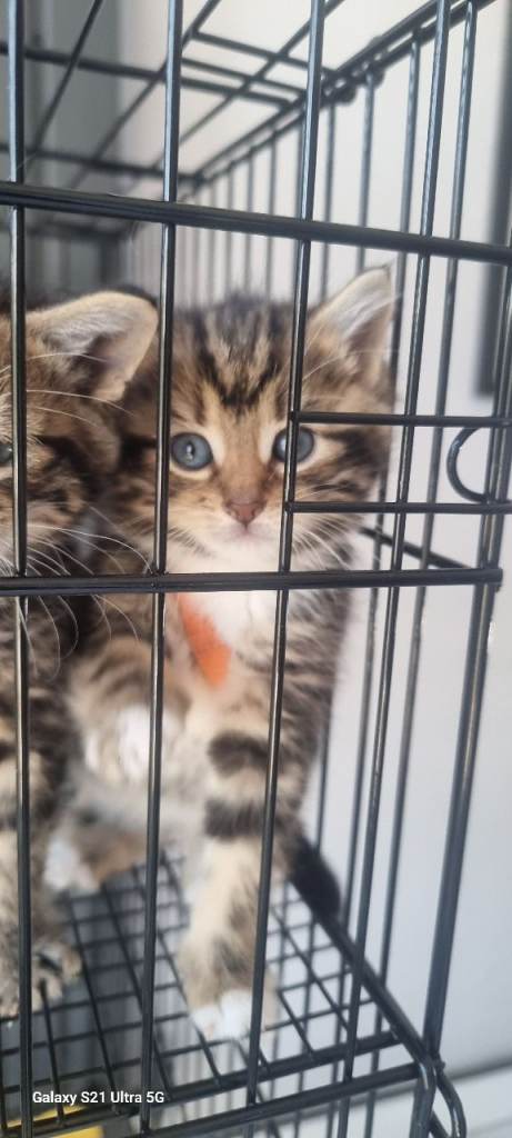 MAINCOON X BENGAL kittens 1 left 