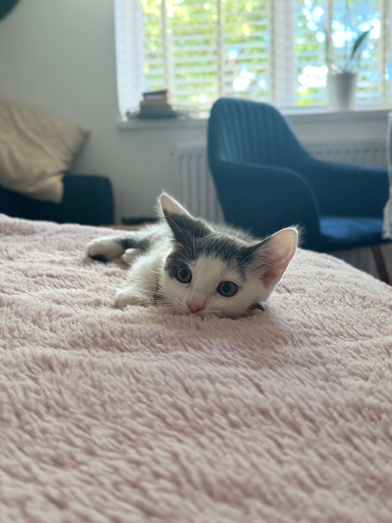  12 week Female kitten