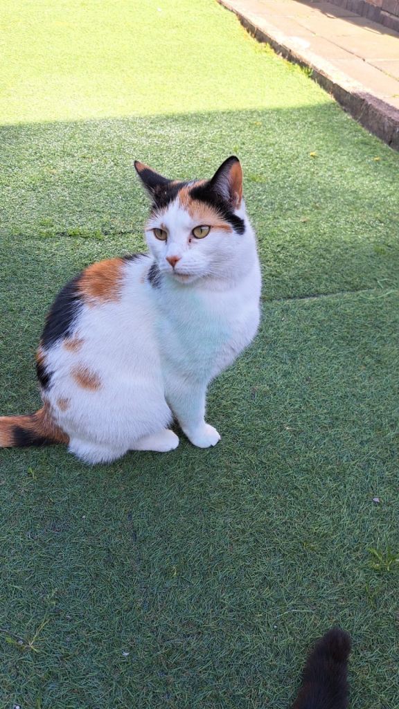 Female calico tabby
